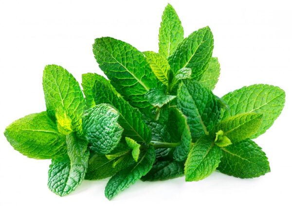 Mint leaf