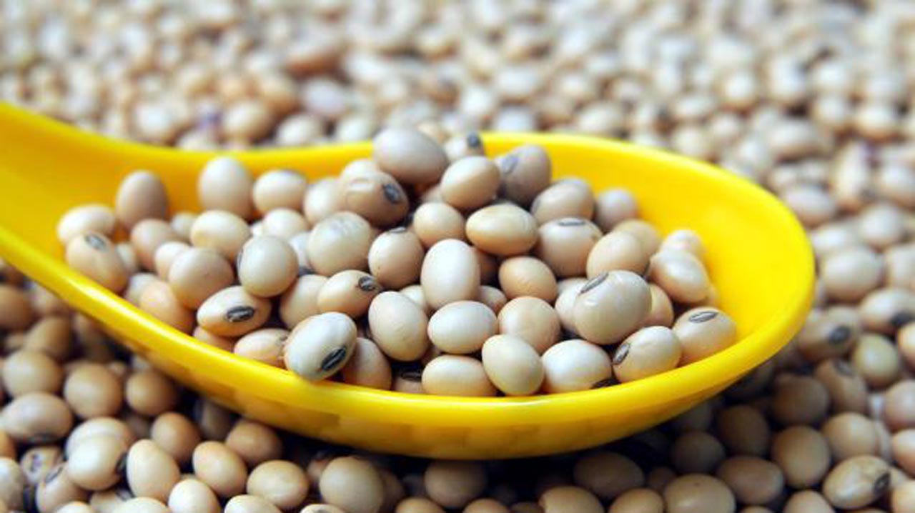 soya beans